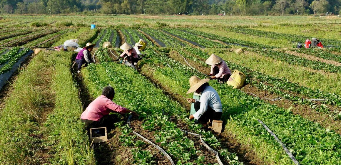 group of young people working in agriculture, doing farming