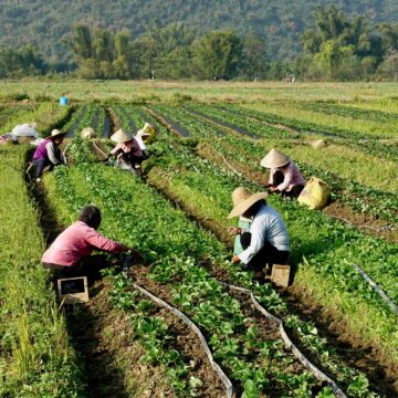 group of young people working in agriculture, doing farming