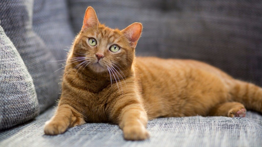 What the new pet travel rules mean for Pet Owners