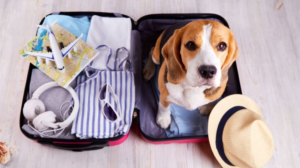 What the new pet travel rules mean for Pet Owners