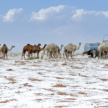 Image shows camel in the snow in the Saudi Arabia desert
