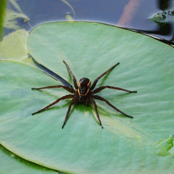 The Giant Fen Raft Spider
