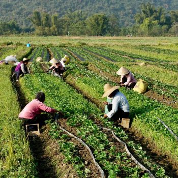 group of young people working in agriculture, doing farming